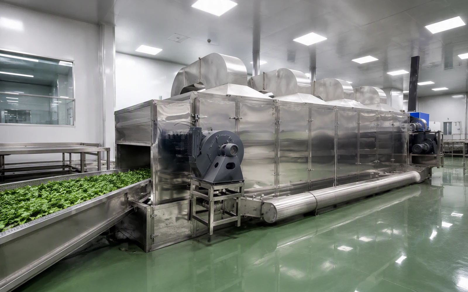 Línea de Secado de Hojas de Moringa y Hierbas