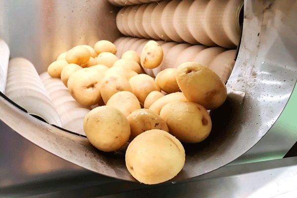 Lavado y pelado de materia prima