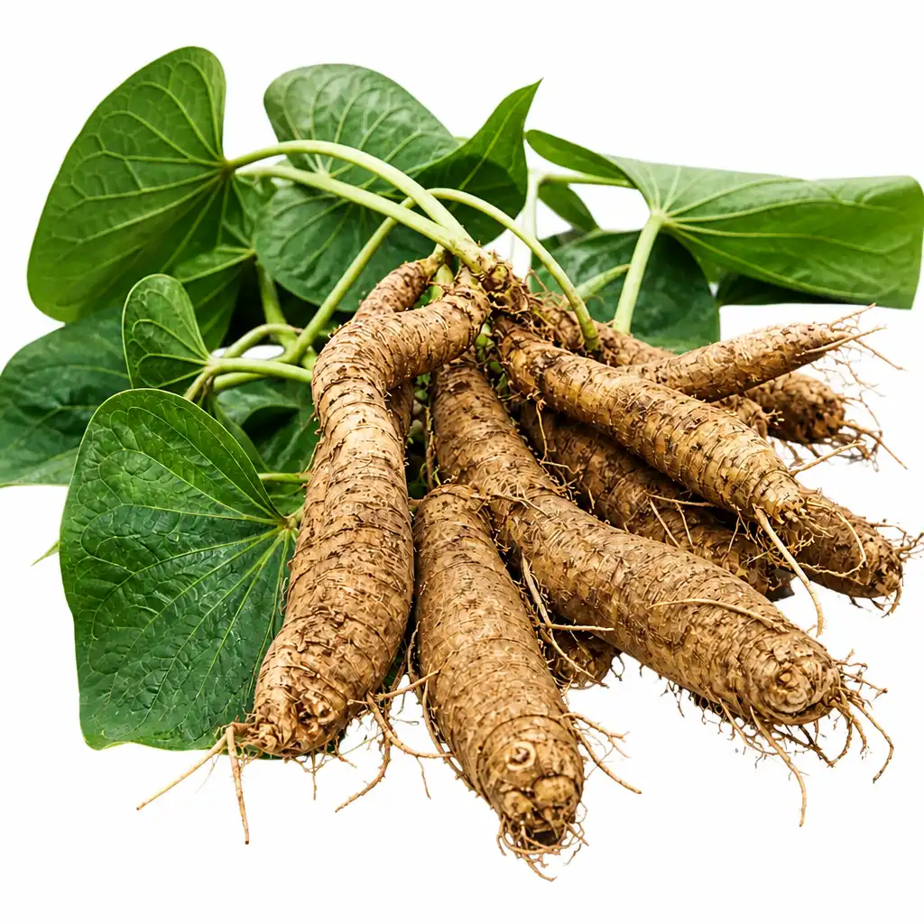 KAVA