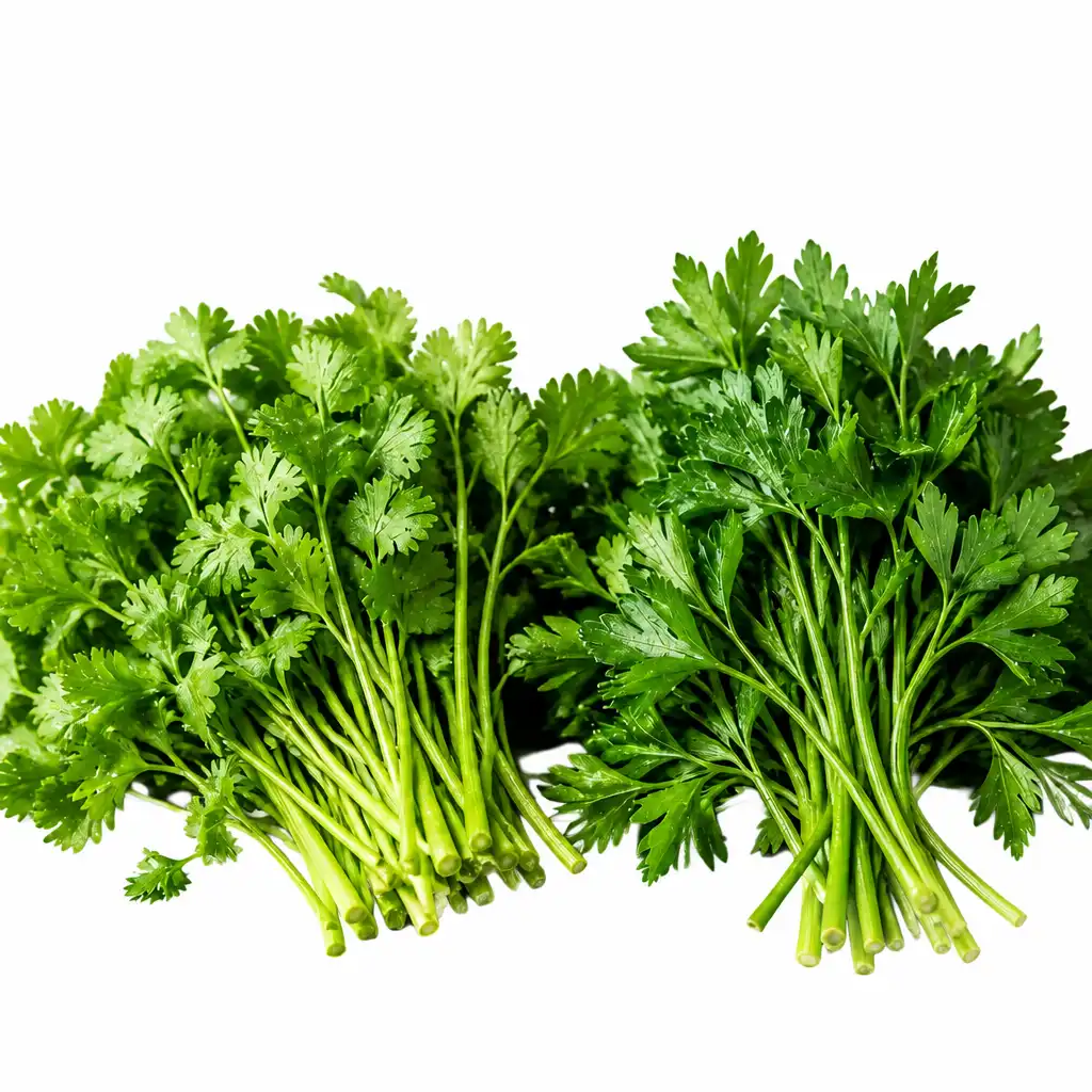 Cilantro y Perejil