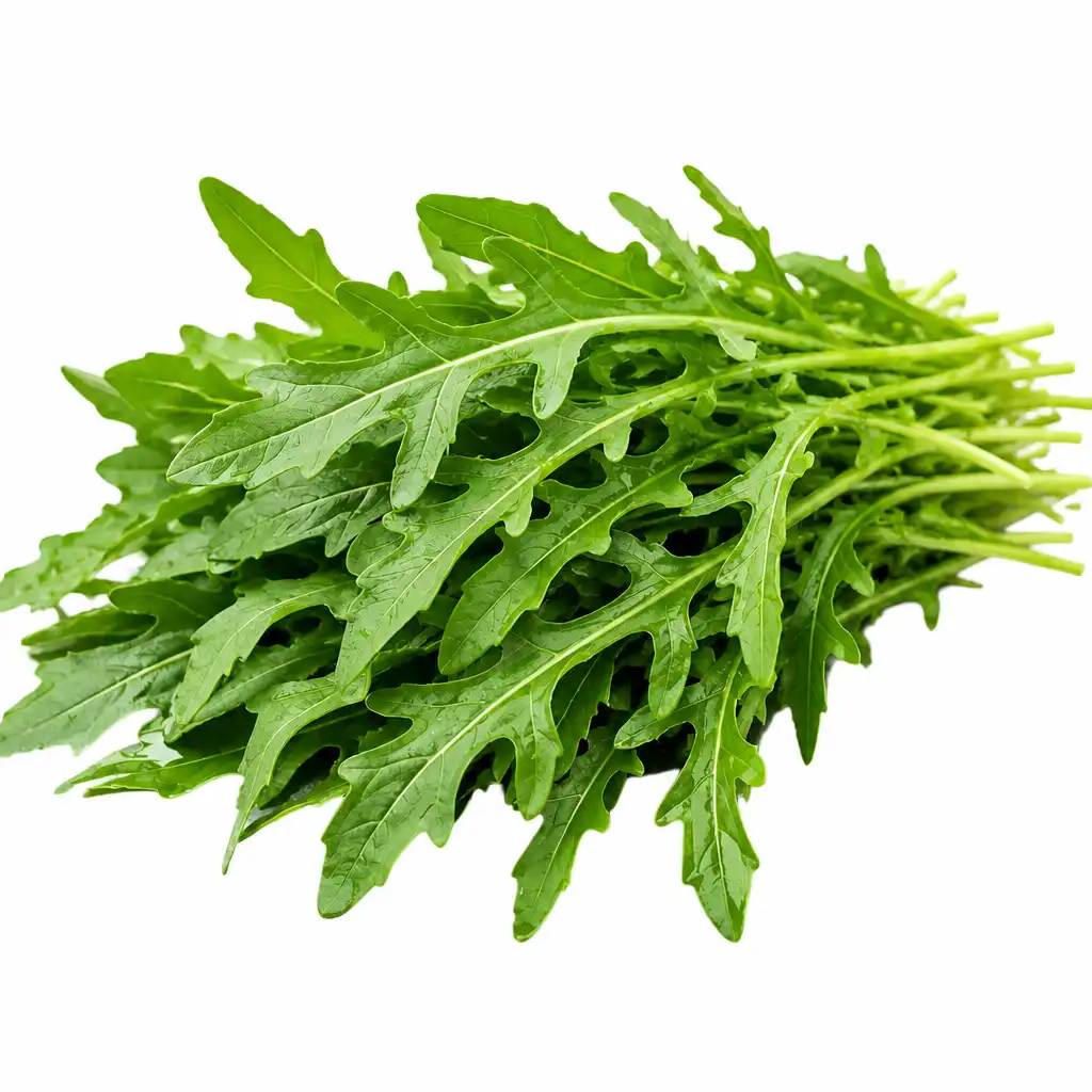 Rucula